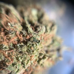 Meet your Posher, Liam